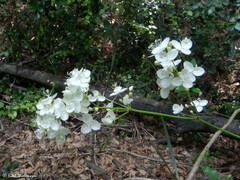 Libertia tricocca