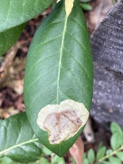 Cameraria tildeni