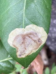 Cameraria tildeni
