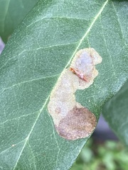 Cameraria tildeni