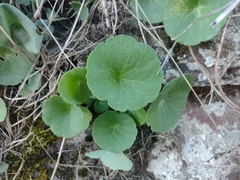 Umbilicus rupestris