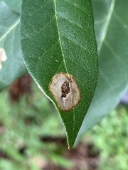 Cameraria tildeni