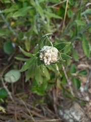 Pterocaulon pycnostachyum