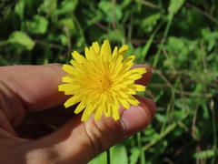 Reichardia picroides