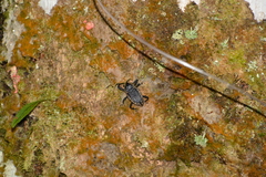 Homalinotus deplanatus