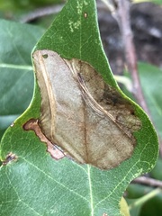 Cameraria tildeni