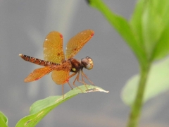 Perithemis tenera