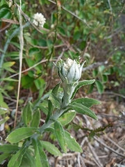 Pterocaulon pycnostachyum