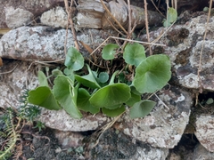 Umbilicus rupestris