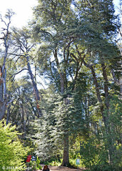 Nothofagus dombeyi
