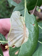 Cameraria tildeni