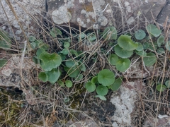 Umbilicus rupestris