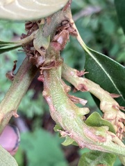 Dryocosmus juliae