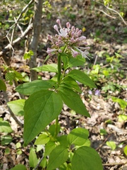 Valeriana pauciflora