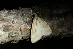 Udea lutealis