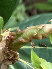 Dryocosmus juliae