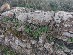 Umbilicus rupestris