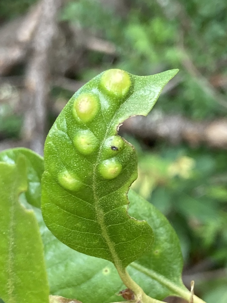 Chrysolepicynips juliae