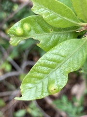Dryocosmus juliae