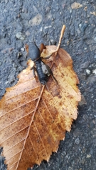 Gryllotalpa gryllotalpa