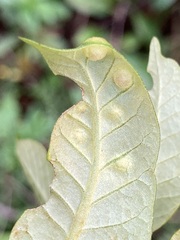 Dryocosmus juliae