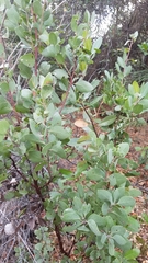 Arctostaphylos viscida mariposa