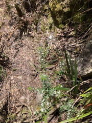 Cyanothamnus anemonifolius variabilis