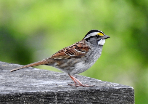 Chingolo gorjiblanco (Zonotrichia albicollis)