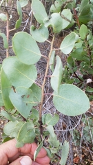 Arctostaphylos viscida mariposa