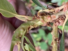 Dryocosmus juliae