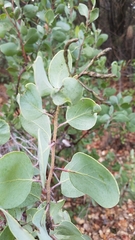 Arctostaphylos viscida mariposa