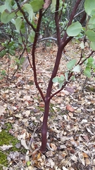 Arctostaphylos viscida mariposa