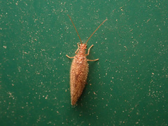 Micromus angulatus