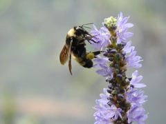 Bombus pensylvanicus