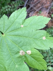Cristulariella depraedans