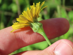 Reichardia picroides
