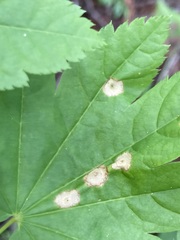 Cristulariella depraedans