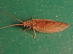 Micromus angulatus