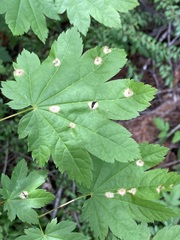 Cristulariella depraedans