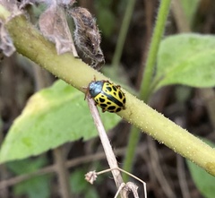 Calligrapha polyspila