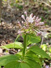 Valeriana pauciflora