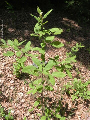 Nothofagus alpina