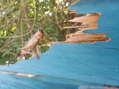 Ancistrocercus circumdatus