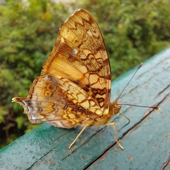 Hypanartia lethe