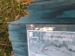 Ancistrocercus circumdatus