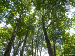 Nothofagus alpina
