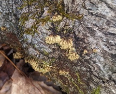 Radulomyces