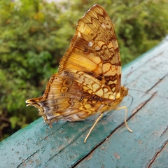 Hypanartia lethe