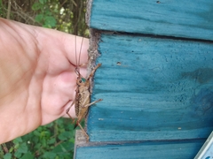 Ancistrocercus circumdatus