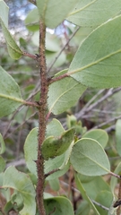 Arctostaphylos viscida mariposa